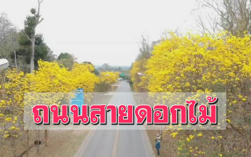 ‘ดอกเหลืองปรีดียาธร’ บานสะพรั่งรับ นทท.บนถนนสาย 1148 (คลิป)