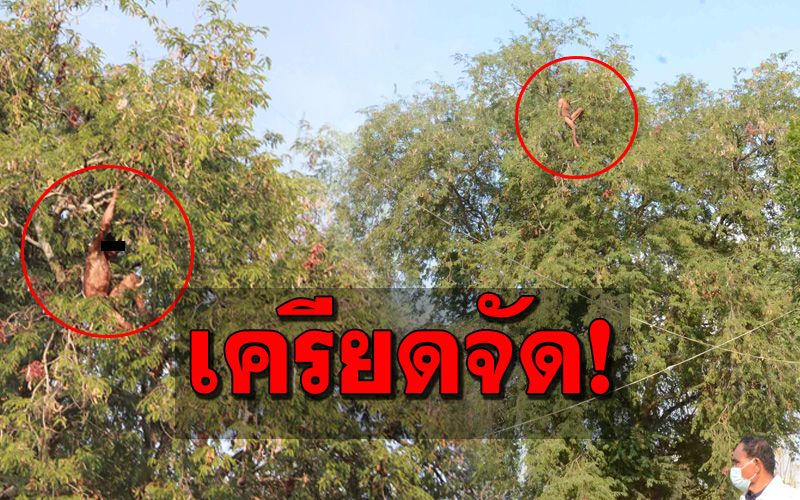 ระทึก! หนุ่มเครียดจัดปีนต้นมะขามอายุกว่า 100 ปี ขู่กระโดดฆ่าตัวตาย