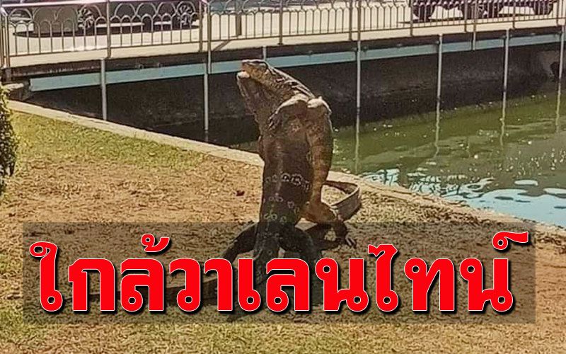 รักนะ..จุ๊บๆ! 'ตัวเงินตัวทอง'พลอดรักแนบแน่น สีสันกลางเมืองโคราช