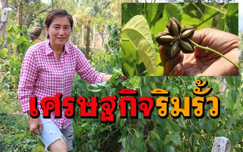 วิถีบ้านๆ! ชาวสวนผึ้ง'ปลูกถั่วดาวอินคาตามริมรั้ว'ทำชาชงดื่มเพื่อสุขภาพสร้างรายได้