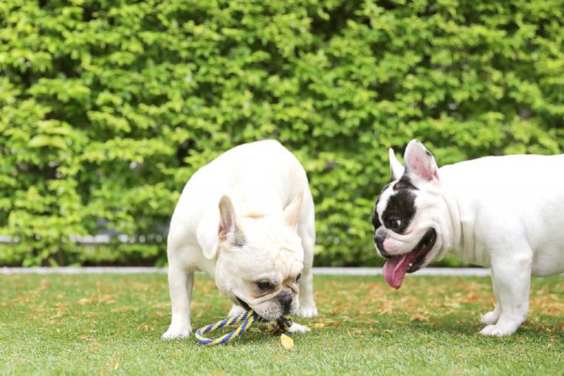 คอนโด Pet-Friendly Residences  ตอบโจทย์กระแสเลี้ยงสัตว์คลายเหงา