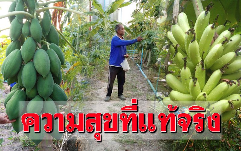 เปิดแบบไม่มีกั๊ก! ไร่นาสวนผสมของ'ลุงประคอง' ตามหลักทฤษฏีใหม่สู่โคกหนองนา