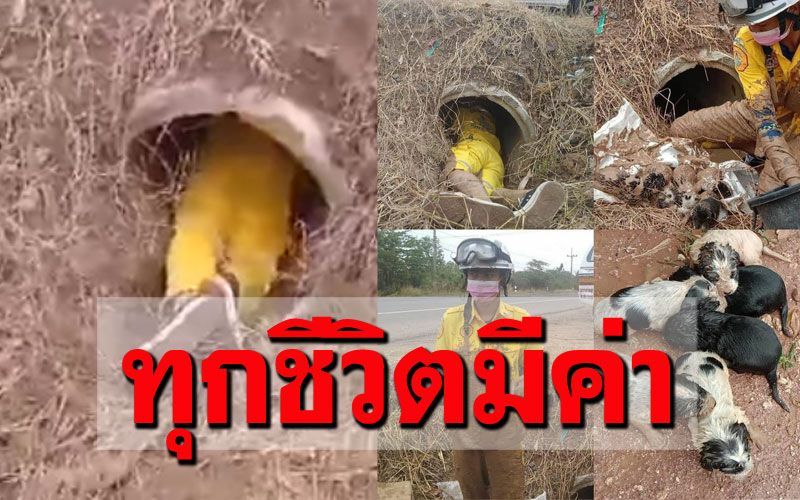ช่วยทุกชีวิต! จนท.ไม่รอช้า รีบมุดท่อช่วยลูกหมาเกิดใหม่ ติดท่อระบายน้ำ6ตัว