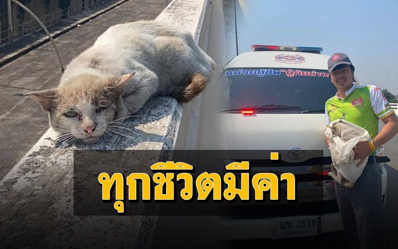 ชาวเน็ตแห่ชื่นชมกู้ภัยช่วย ‘แมว’ ถูกรถชนนอนซมบนราวสะพาน