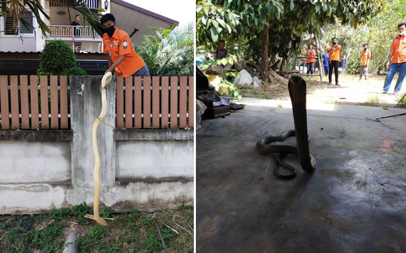 ผวา! จงอางยาว 3 เมตรเลื้อยเข้าบ้านวันตรุษจีน  ชาวบ้านไม่พลาดแห่ตีเลขเด็ด