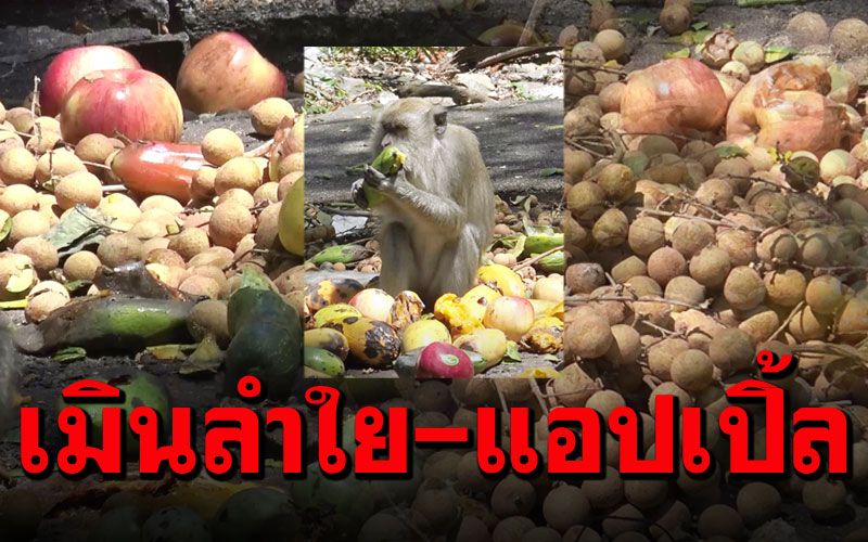 'ลิงเขาน้อย-เขาตังกวน'เมินปาร์ตี้ผลไม้ 'ลำไย-แอปเปิ้ล'ขายไม่ออก
