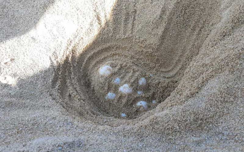 ‘เต่าหญ้า’ขึ้นวางไข่ที่‘หาดไม้ขาว’ รังแรกในรอบ20ปี
