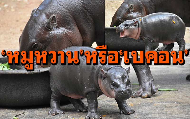 อวดโฉมน่ารัก! ลูกฮิปโปแคระ ชวนโหวตชื่อ'หมูหวาน'หรือ'เบค่อน'ลุ้นรางวัล