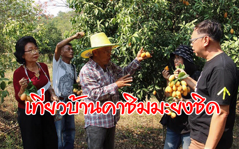 เที่ยวบ้านคา แวะสวนสารวัตรปาน ชิม 'มะยงชิด' เริ่มออกเป็นชุดแรก