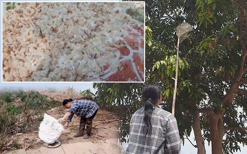 เริ่มเข้าหน้าร้อน! ถึงฤดูแหย่รัง'ไข่มดแดง' ทำอาหารอร่อยโภชนาการสูง (ชมคลิป)