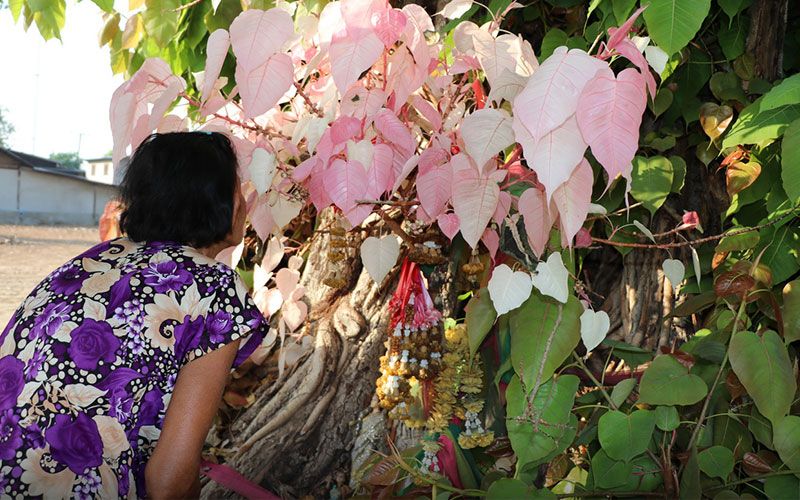 ชาวบ้านแห่ขอโชคลาภต้นโพธิ์สีชมพู เชื่อเป็นต้นโพธิ์ศักดิ์สิทธิ์อายุกว่า100ปี