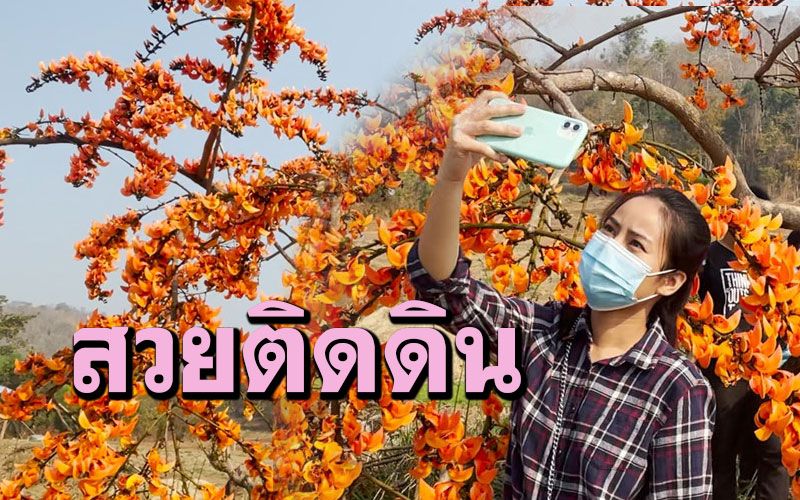 สวยตระหง่านกลางทุ่งนา 'ดอกจาน' สูงเพียง 2 เมตรจากพื้นดินดอกออกเต็มต้น
