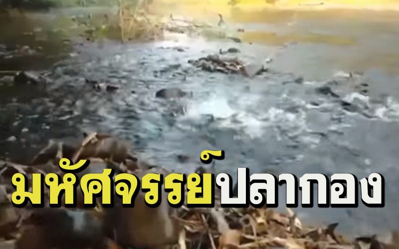 ภาพหาดูยาก! มหัศจรรย์แห่งธรรมชาติ'ปลากอง'วางไข่ ณ บ้านผาสุก(ชมคลิป)