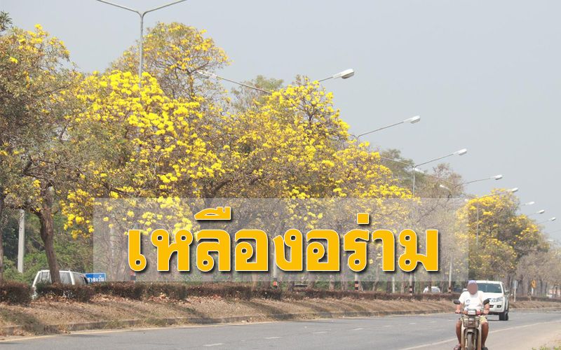 สบายตา! ‘ดอกเหลืองปรีดียาธร-เฟื้องฟ้า’ บานบนถนนสาย 115 รับหน้าร้อน