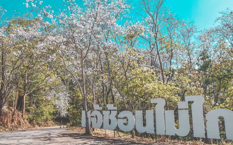 ห้ามพลาด!‘เทศกาลดอกเสี้ยวบาน’ ชิมกาแฟปังๆ-ชมวิว-อาบน้ำแร่แช่ไข่ที่‘บ้านป่าเหมี้ยง’