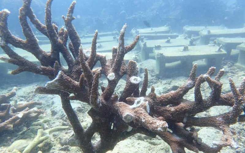 ‘อช.อ่าวสยาม’แจ้งความล่ามือมืด ทำลายแนวปะการัง‘เกาะทะลุ’ เสียหาย 4 หมื่นกิ่ง