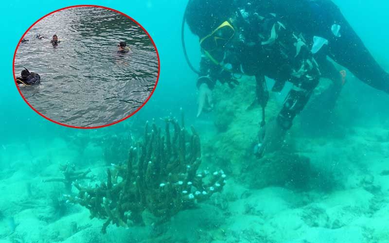 ดำสำรวจแปลงปลูก‘ปะการัง’เกาะทะลุ พบกิ่งถูกหักเสียหายยับ 3 ไร่