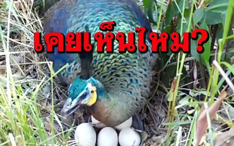หาดูได้ยาก! นกยูงกกไข่ในพื้นที่เขตรักษาพันธุ์สัตว์ป่ายอดโดม(คลิป)
