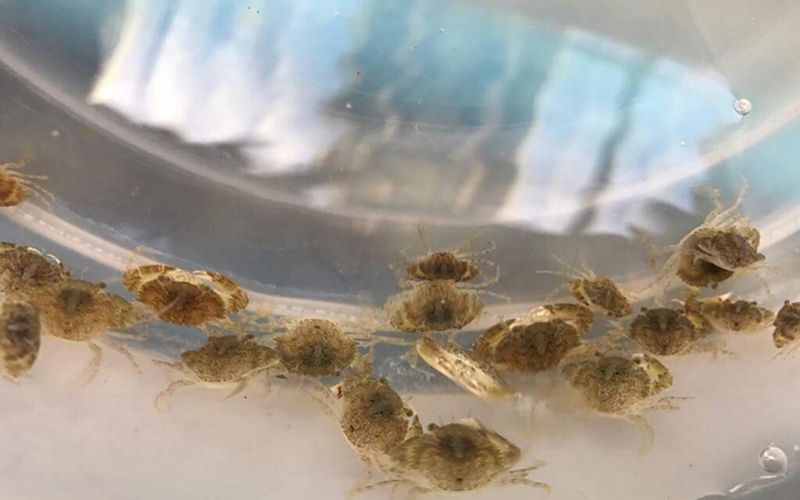 ลูกเสือไทยใช้ปลาและปู สู้โควิด : อาทรจันทวิมล