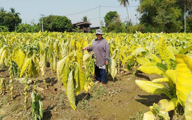 วอนเยียวยา !พิษฝนถล่มสุโขทัยไร่ยาสูบพัง7พันไร่สูญกว่า77ล้านบาท