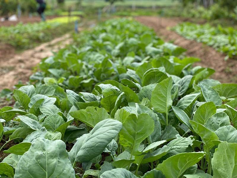 ซีพีเอฟ ส่งเสริมชุมชนพึ่งพาตนเอง  หนุนเกษตรกรปลูกผักปลอดภัย