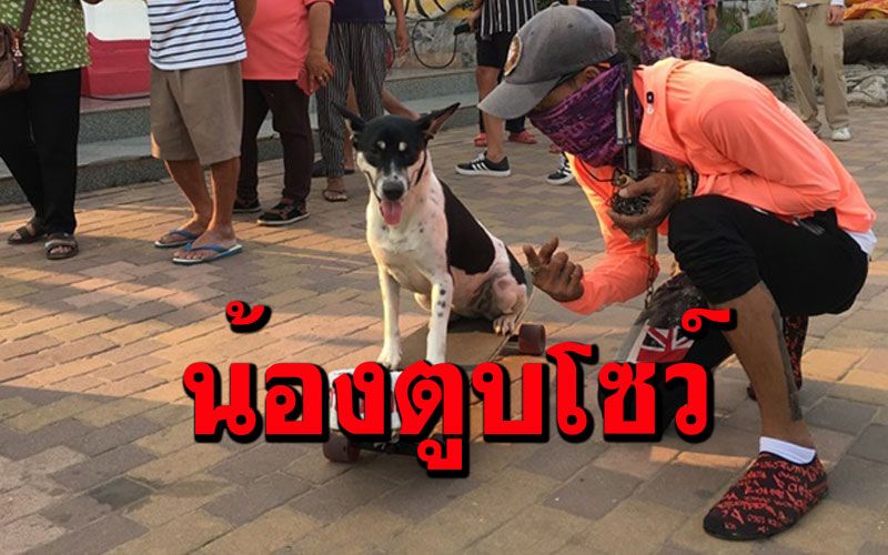 สุดทึ่ง!สุนัขแสนรู้ 'เจ้าโควิด'โชว์ลีลาเล่นสเก็ตบอร์ดผาดโผนหน้าวัดพระธาตุพนม