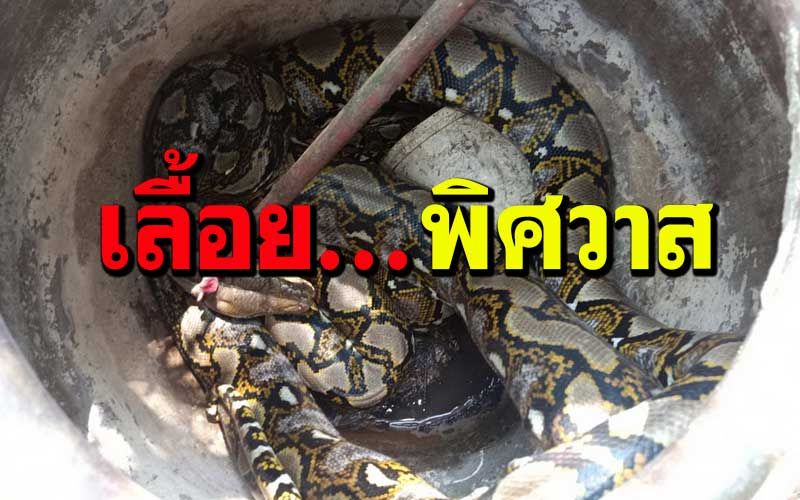‘งูหลาม’สุดดุ! แอบผสมพันธุ์ในโอ่งมังกร ชาวบ้านแห่ดู ตีเลขเด็ด (คลิป)
