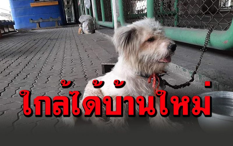 อัพเดท'น้องหมา'ถูกทิ้ง! ยังมี'ชิวาว่า'อีกหนึ่งตัว คนใจบุญแห่ขอไปอุปการะ
