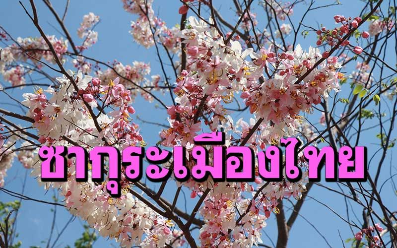 'ต้นกัลปพฤกษ์'ออกดอกรับลมร้อน! บานสะพรั่งสวยงาม ชมพูระเรื่อทั่วภูทับสี่
