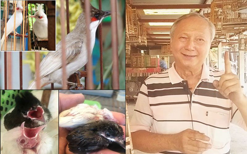 เซียนนกใจดี! 'เฮียปิก สุโขทัย' เผยเคล็ดลับเพาะนกหายาก'เผือกตาแดง' ตัวละแสนห้า