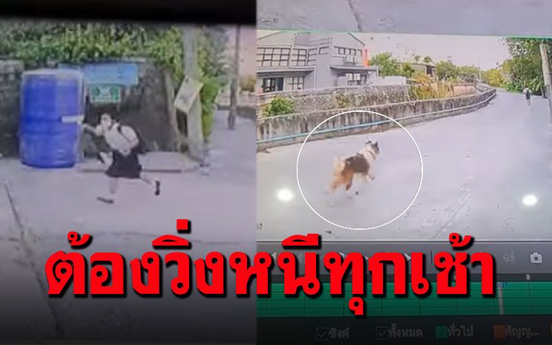 ร้องเรียนคนมักง่าย ไม่ดูแลหมาบางแก้ว ปล่อยวิ่งไล่เด็กนักเรียนทุกเช้า