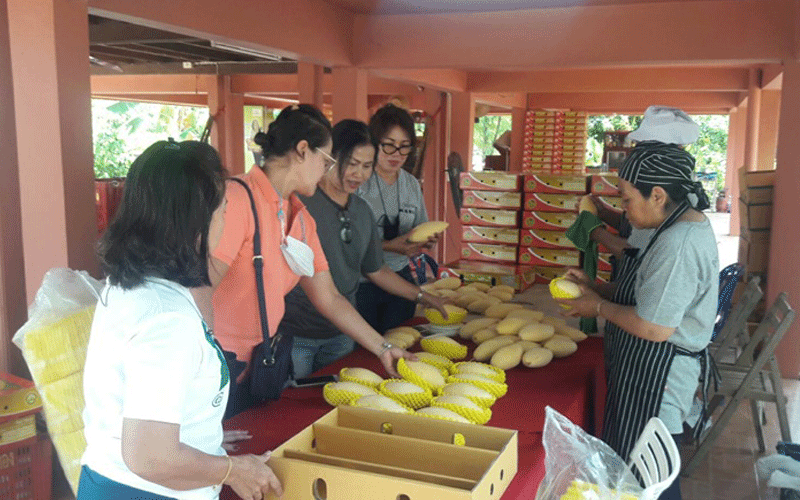 ชาวสวนมะม่วงน้ำดอกไม้สีทองพิษณุโลก เร่งแพ็คมะม่วงส่งออกให้ลูกค้า