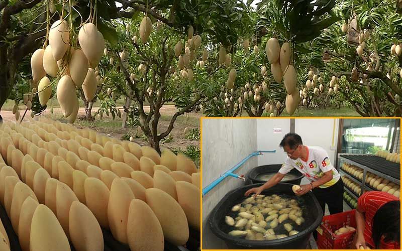 ชวนชิม! 'มะม่วงน้ำดอกไม้'สีเหลืองทอง ทานกับข้าวเหนียวมูลหวานอร่อย