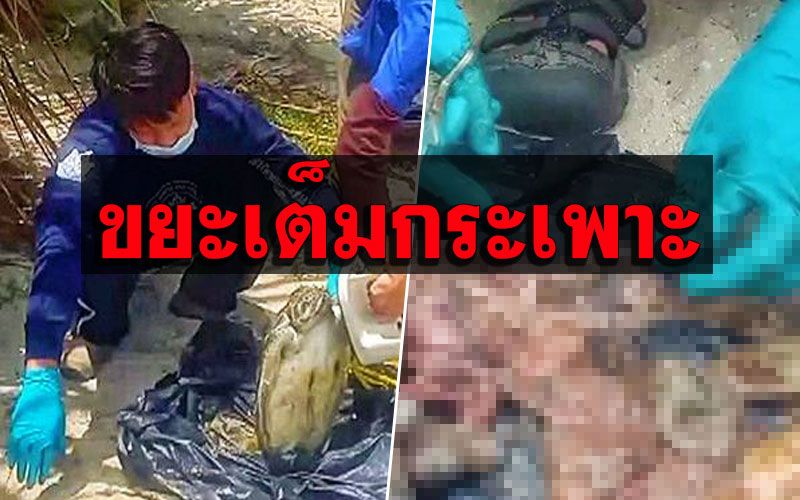 ถึงกับผงะ! ผ่าชันสูตรซาก ‘เต่าตนุ’ พบ ‘ขยะ-ของเหลวสีดำ’ในกระเพาะ-ลำไส้