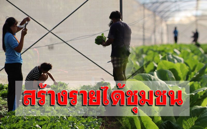 ‘บ้านเทอดชาติ’ จากพื้นที่ราบสูงเป็นแหล่งปลูก ‘ผักอินทรีย์’ ใหญ่ที่สุดของภาคเหนือ