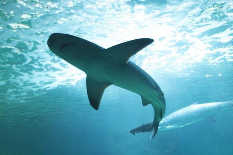 Science Update : ประชากรฉลามลดลง 71%
