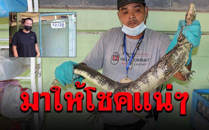 ตัวเงินตัวทองวิ่งเข้าบ้านแต่เช้า สาวเจ้าของบ้านเชื่อมาให้โชค