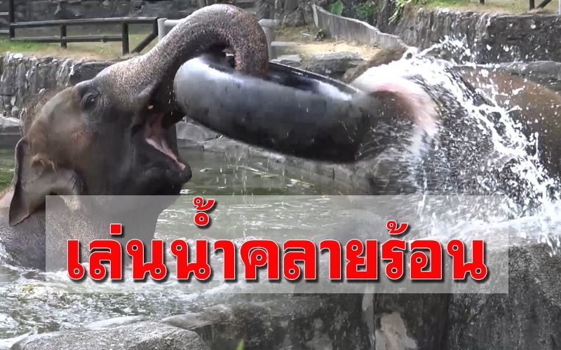 ภาพน่ารัก! ช้างน้อยลงแช่น้ำในสระช่วยคลายร้อน