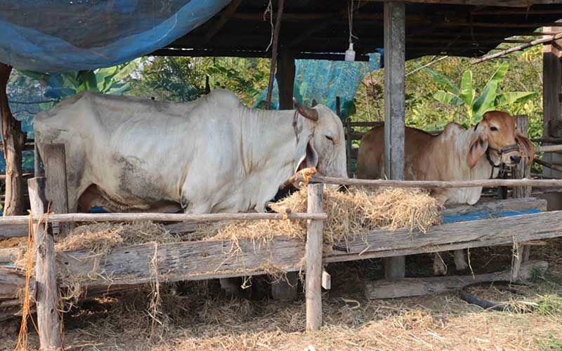 สหกรณ์กาฬสินธุ์ ส่งเสริมลูกหลานกลับบ้าน สานต่ออาชีพเกษตร