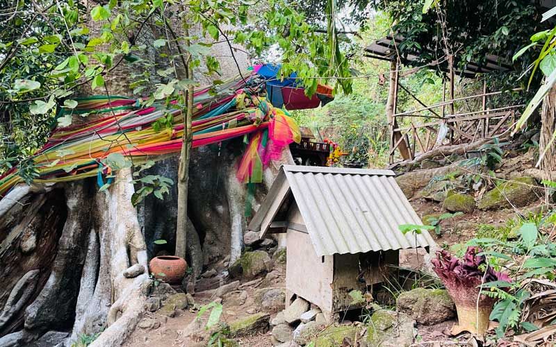 เยี่ยมชม‘วัดปิปผลิวนาราม’ ชาวบ้านเชื่อเป็น‘เมืองบาดาล’เก่า ฮือฮาเห็ดยักษ์เบ่งบานใต้ต้นตะพง