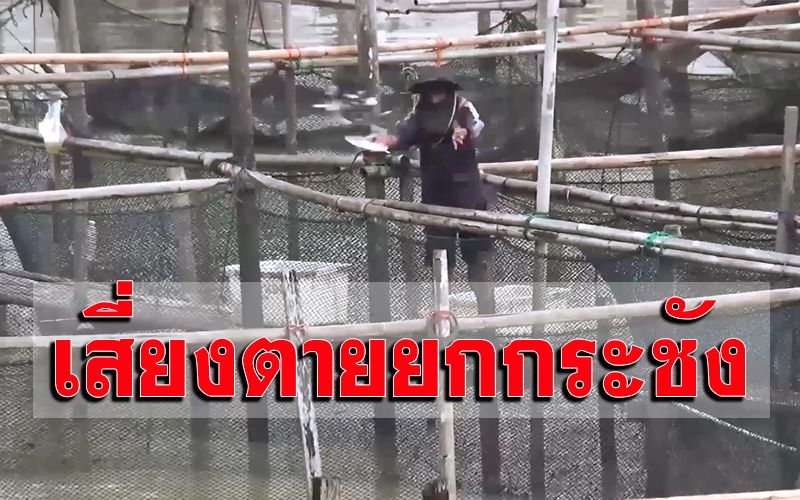 เตือนเกษตรกรเลี้ยงปลาในกระชังช่วงหน้าร้อน เสี่ยงปลาตาย