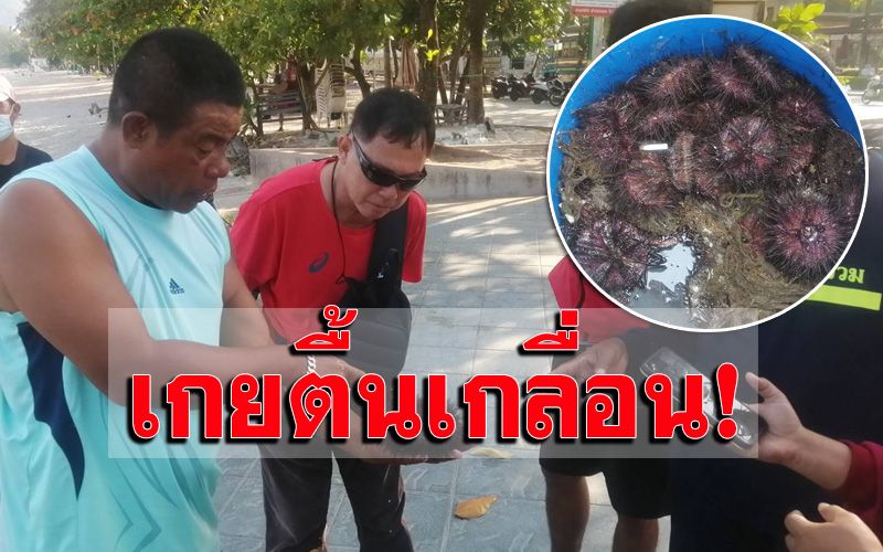 ชาวบ้านแห่เก็บเม่นทะเลเกยตื้นหาดป่าตองทำอาหาร