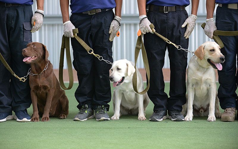 จุฬาฯวิจัยสำเร็จ'สุนัขดมกลิ่นหาผู้ติดเชื้อโควิด'ครั้งแรกในประเทศไทย