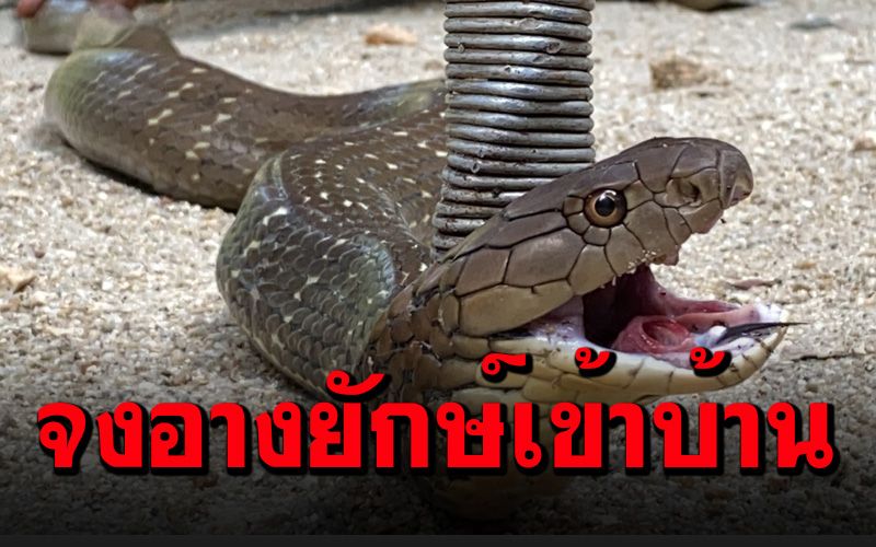 เจ้าของบ้านผวา! งูจงอางยาว 2 เมตร เลื้อยเข้าซุกโรงเก็บของ (คลิป)