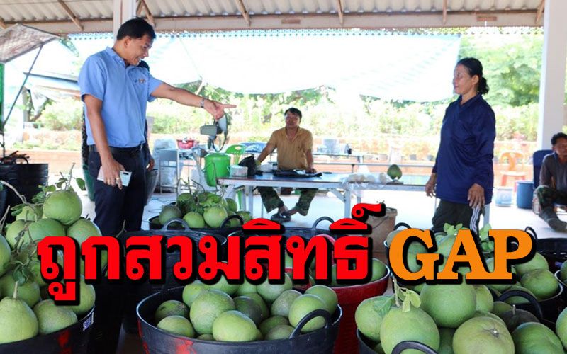 ส้มโอพิจิตรเศร้า! ถูกส้มโอเพื่อนบ้านลอบนำเข้าสวมสิทธิ์ GAP ส่งออกประเทศที่ 3