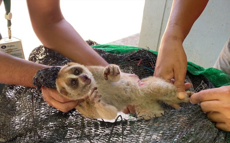 ชาวบ้านช่วยเหลือ ‘นางอาย’ เดินอยู่กลางถนนอาจหลุดมาจากกรง