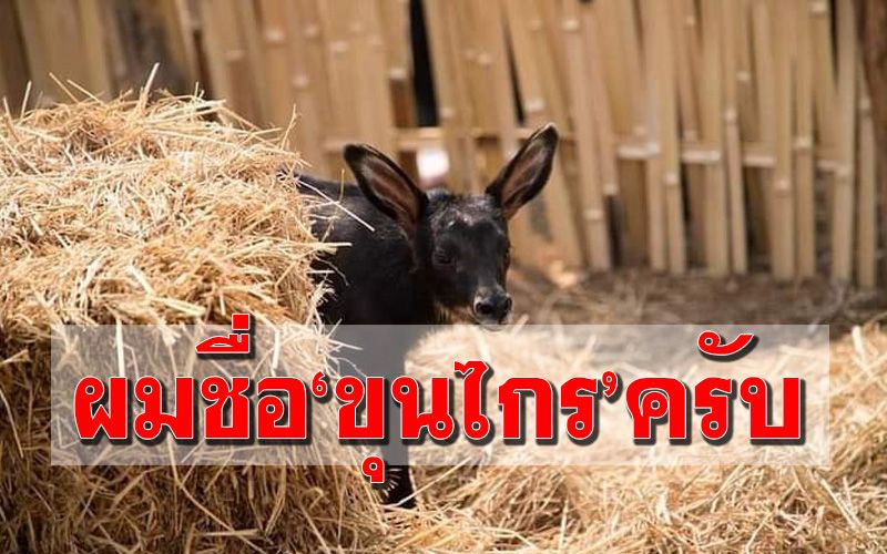 'ขุนไกร' พ่อเมืองสุโขทัยตั้งชื่อให้ลูกเลียงผาพลัดหลงแม่​ ขสป.ถ้ำเจ้าราม​