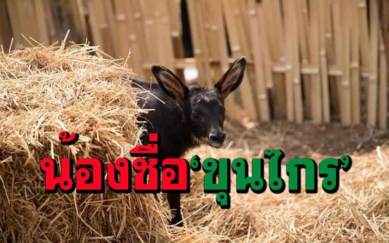 ผู้ว่าฯสุโขทัยตั้งชื่อ'ขุนไกร'ลูกเลียงผากำพร้าแม่ยอมเป็นเหยื่อสุนัขจิ้งจอกให้ลูกรอด