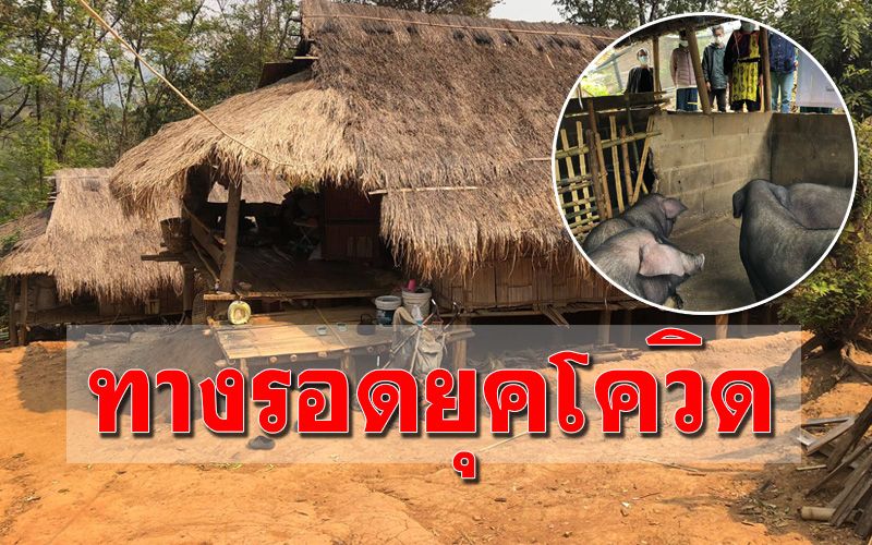 วิถีชีวิต! ชาวชนเผ่าดอยแม่สลอง ‘เลี้ยงหมู-ไก่’ ทางรอดในยุคโควิด