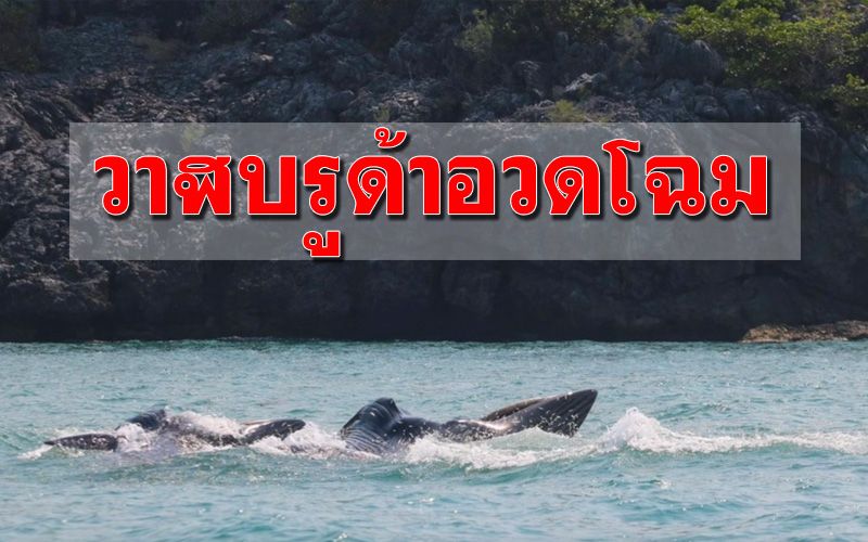ข่าวดี! ‘วาฬบรูด้า’ 4 ตัว เล่นน้ำอวดโฉมเกาะสมุยรับนักท่องเที่ยว
